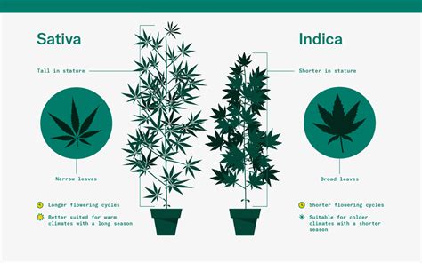 indica flower turned on|Cannabis Indica: Effects, Benefits, and More